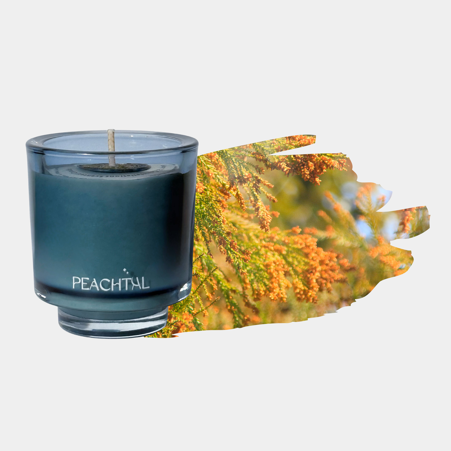 射手座-無花果森林Sagittarius-FigForest