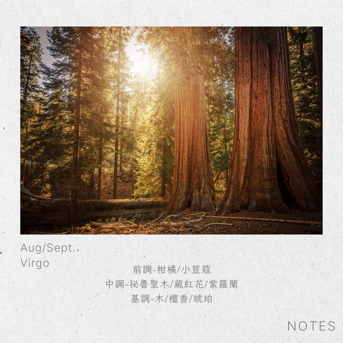 處女座-秘魯聖木Virgo-PaloSantoWood