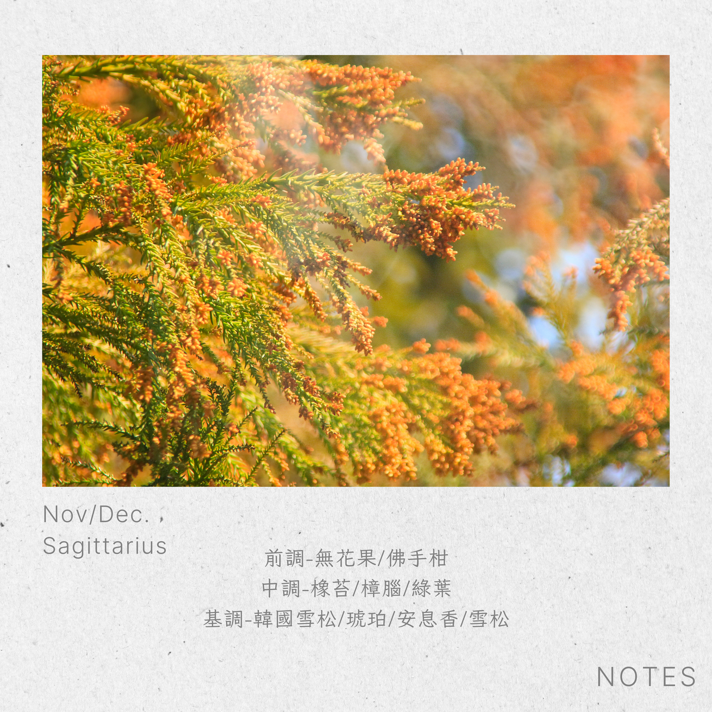射手座-無花果森林Sagittarius-FigForest