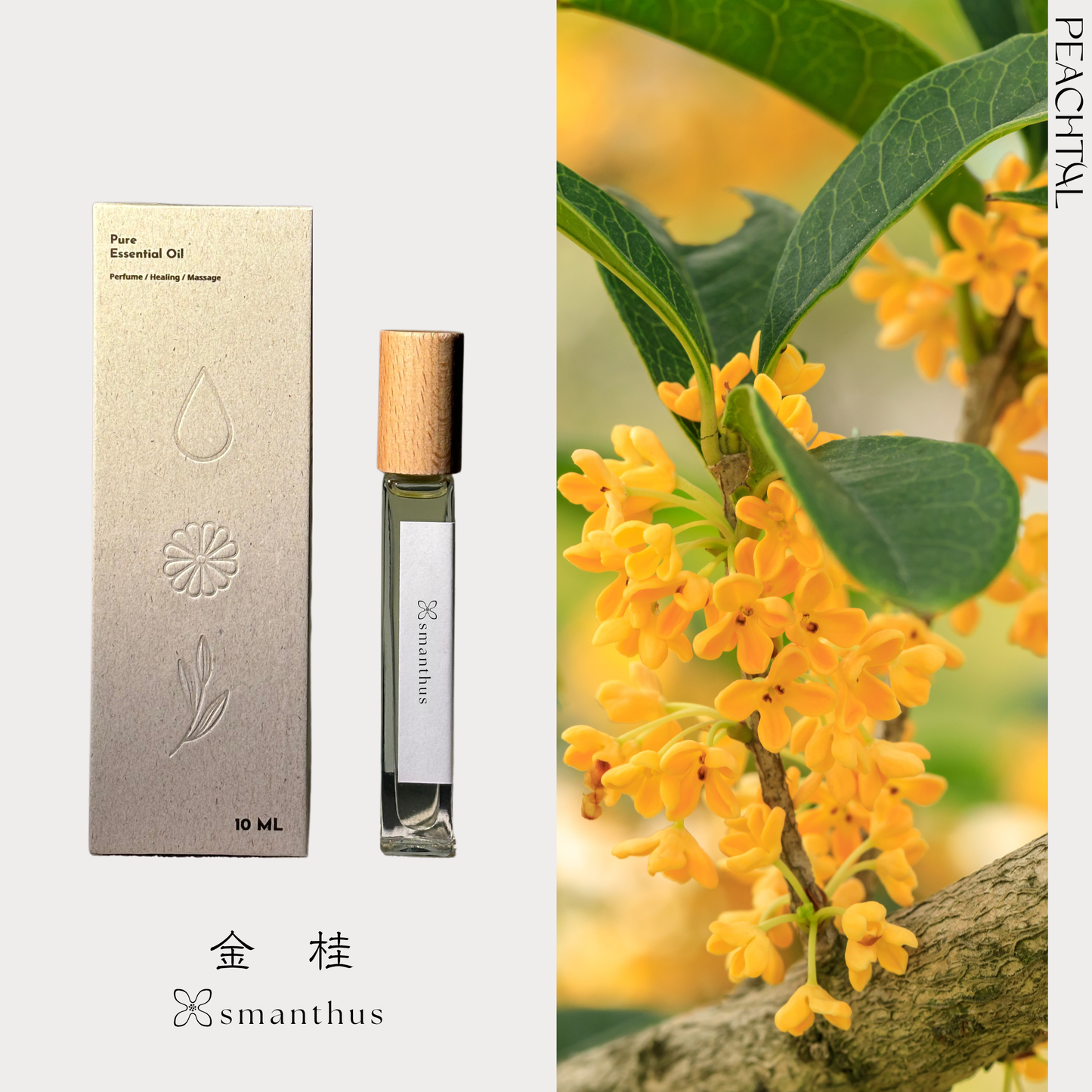 ☪抵抗疲勞/桂花重度患者必備-金桂