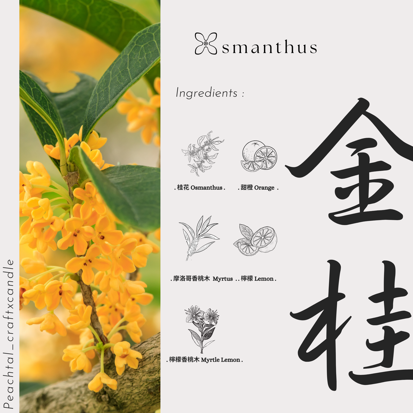 ☪抵抗疲勞/桂花重度患者必備-金桂